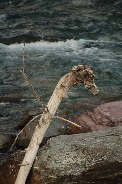 driftwood in McDonald Creek